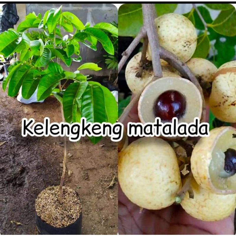 Jual Kelengkeng matalada berbunga | Shopee Indonesia