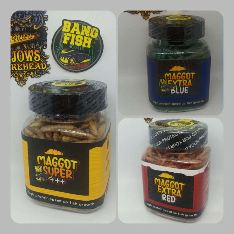 Jual MAGOT SUPER+++ by BANG FISHxFAJAR ARIEF | Shopee Indonesia