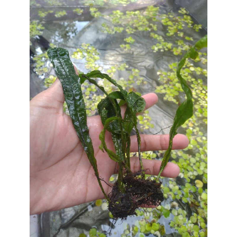 Jual Java fern kadaka tanaman aquascape / Tanaman aquascape pemula ...