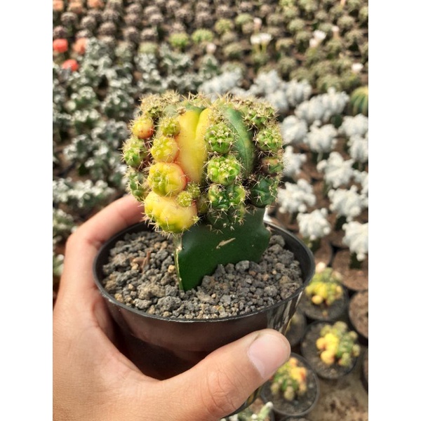 Jual gymno Damsii variegata pot 10cm | Shopee Indonesia