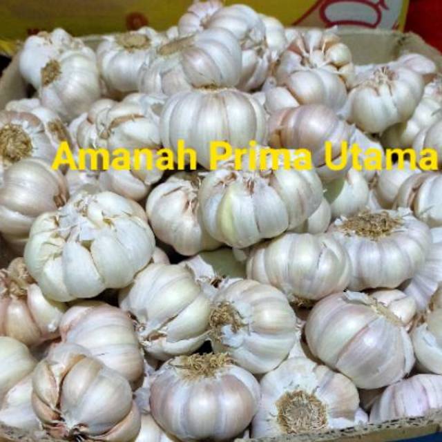 Jual Bawang Putih Honan Bersih Per 1 Kg Shopee Indonesia