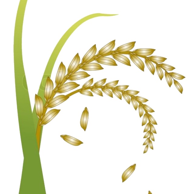 Jual RICE MILK FRAGRANCE OIL 1 KG Shopee Indonesia