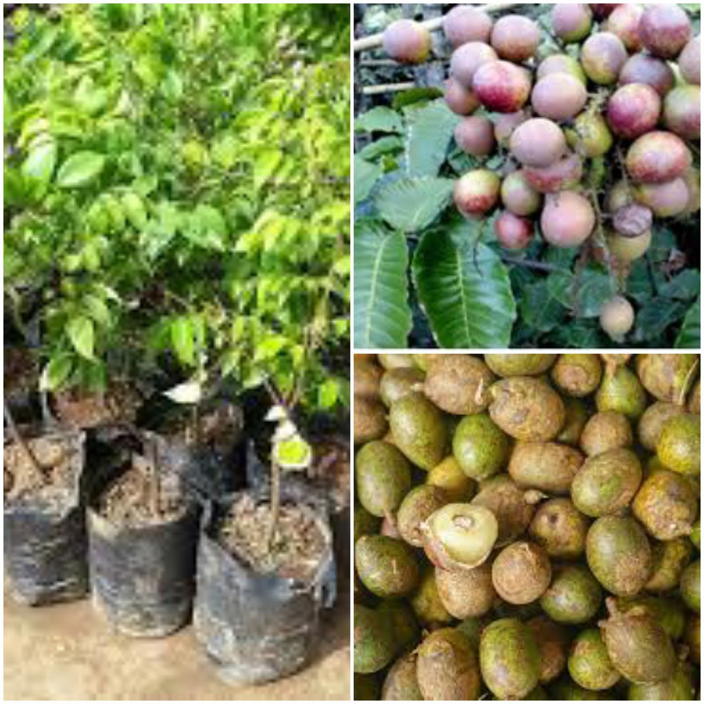 Bibit Tanaman Buah Matoa Merah Super