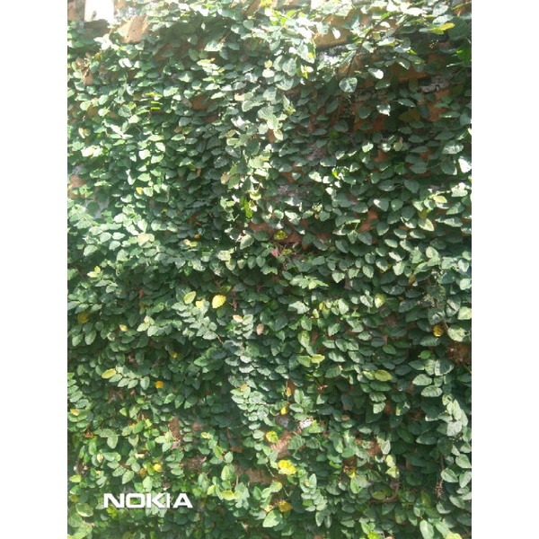 Jual tanaman rambat dinding dolar mikro | Shopee Indonesia