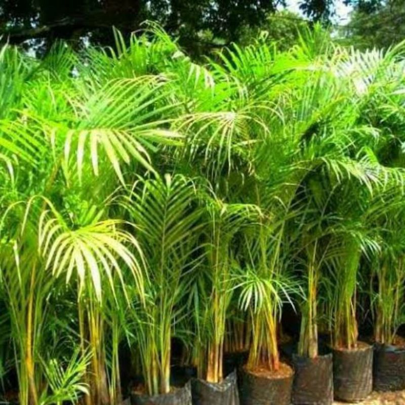 Jual Tanaman Hias Hidup - Palem kuning Rumpun - Ukuran Tinggi 80cm -1 ...