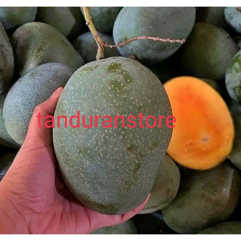 bibit tanaman buah mangga manalagi