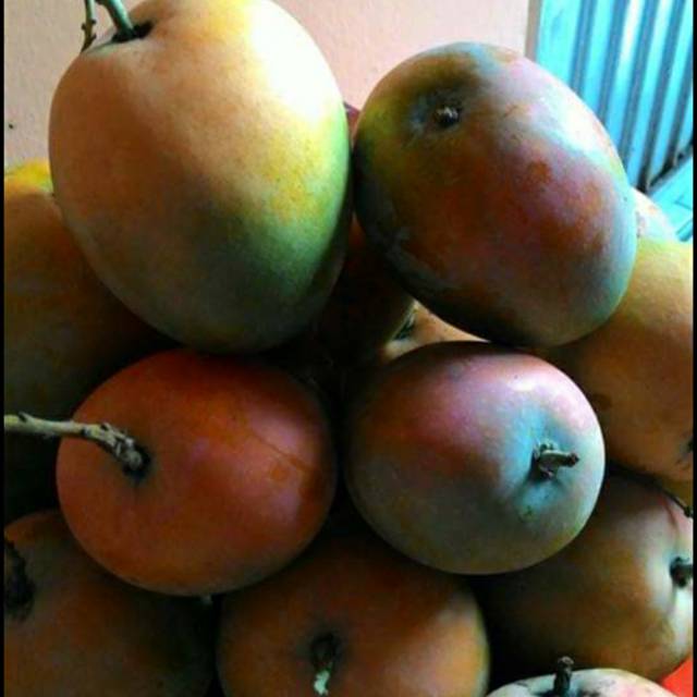 Jual Mangga Gedong Gincu Asli Indramayu | Shopee Indonesia