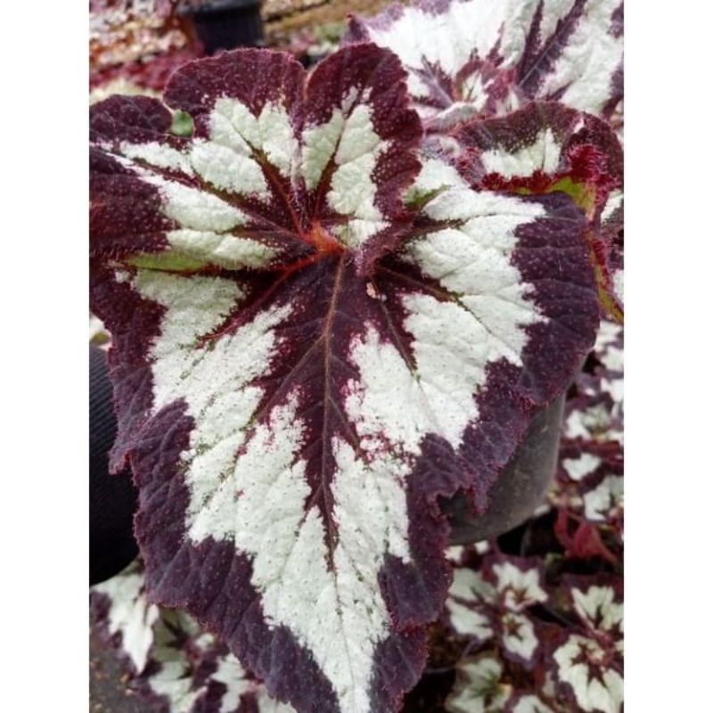 Jual Begonia keong baldu | Shopee Indonesia