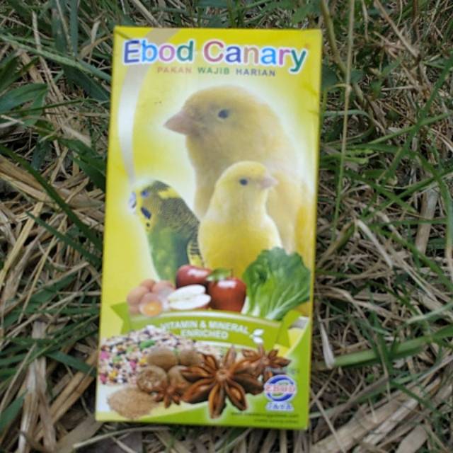 Jual Ebod canary | Shopee Indonesia