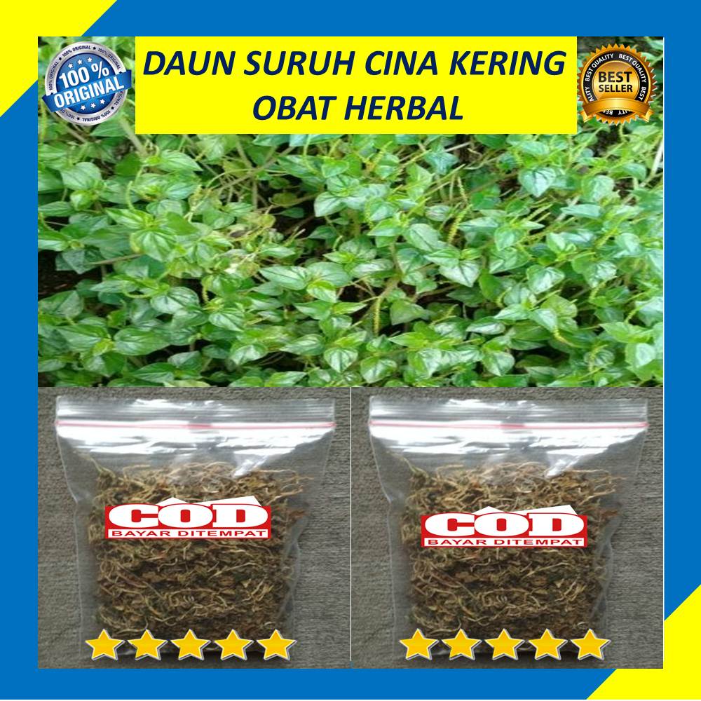 Daun Sirih Cina Kering 50 Gram Suruhan Cina Kering Obat Herbal