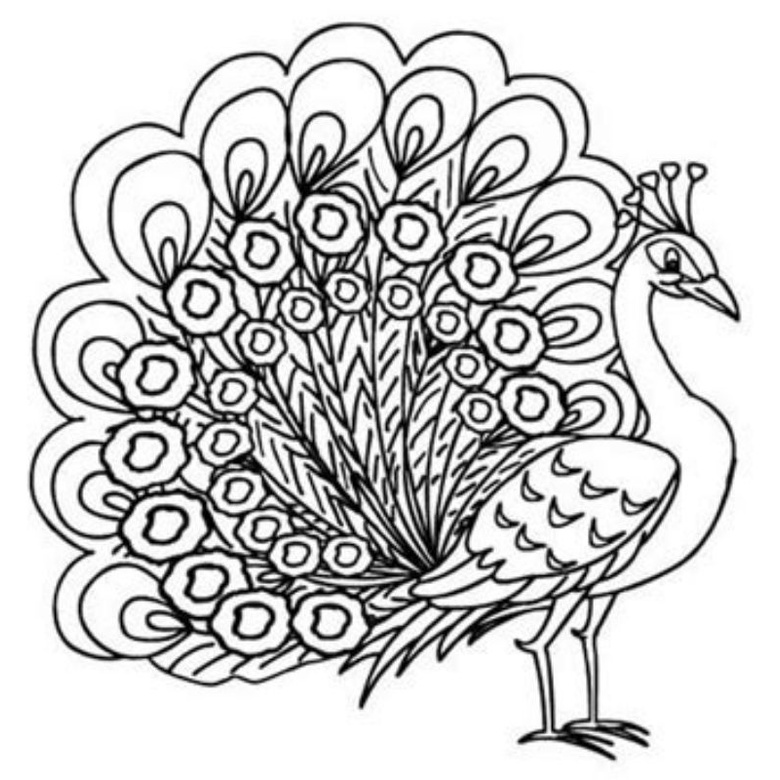 Jual Kertas Gambar Sketsa Hewan Burung Untuk Mewarnai Anak TK | Shopee