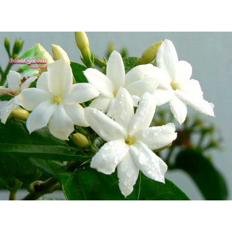 Jual melati raja - melati pengantin - jasminum grandiflorum absolute ...
