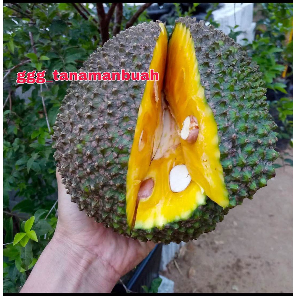 Jual Bibit Nangka Madu Super Okulasi Berbuah Dalam Pot Shopee Indonesia