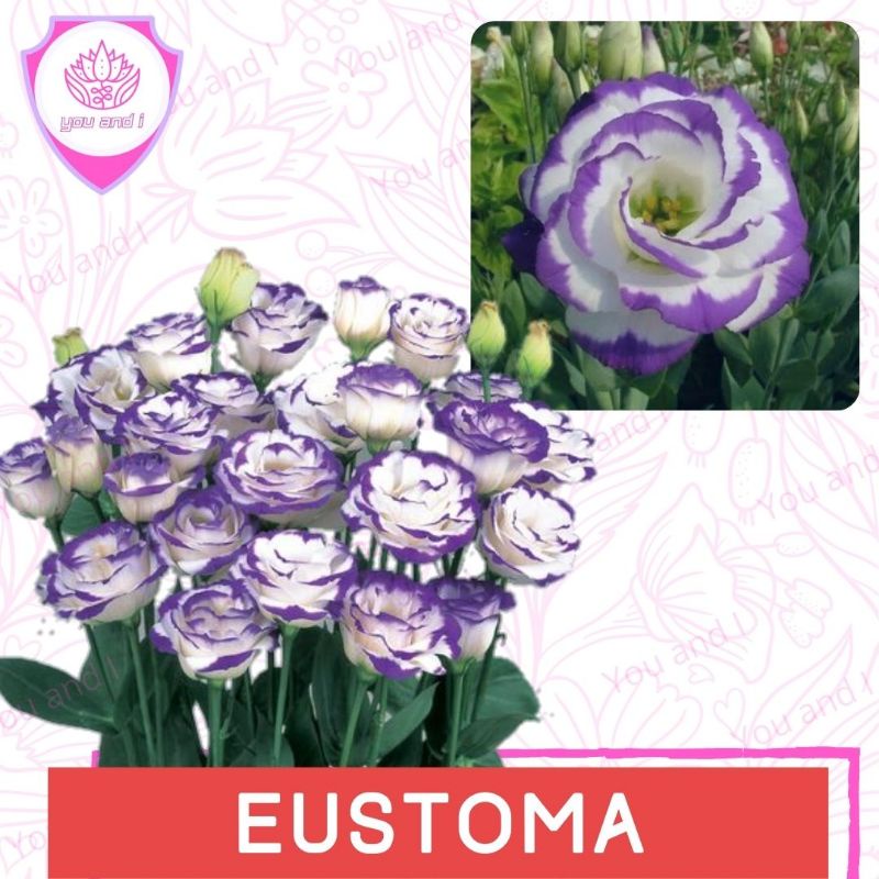 Jual Benih EUSTOMA BLUE Lisianthus Picotee - Biji Bibit Bunga | Shopee ...
