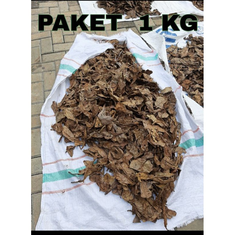 Jual Jual Daun Ketapang Laut Fermentasi Shopee Indonesia