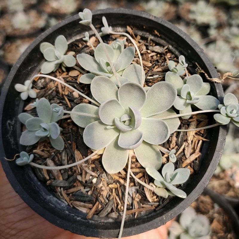 Lot De 100 Boutures Succulentes Orostachys Boehmeri - Faciles à Cultiver, Vertes