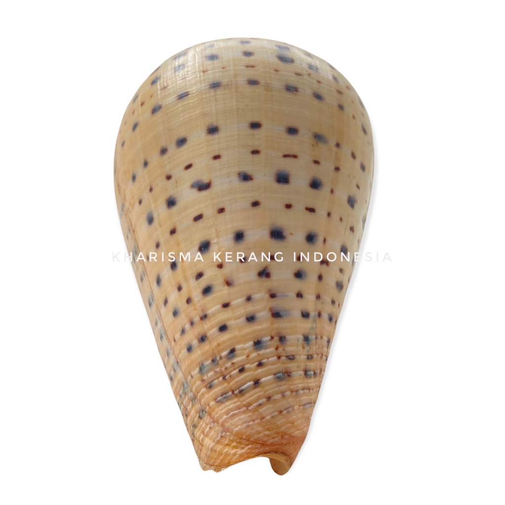 Jual KHARISMA KERANG INDONESIA CONUS LEOPARDUS SHELL CANGKANG KERANG ...