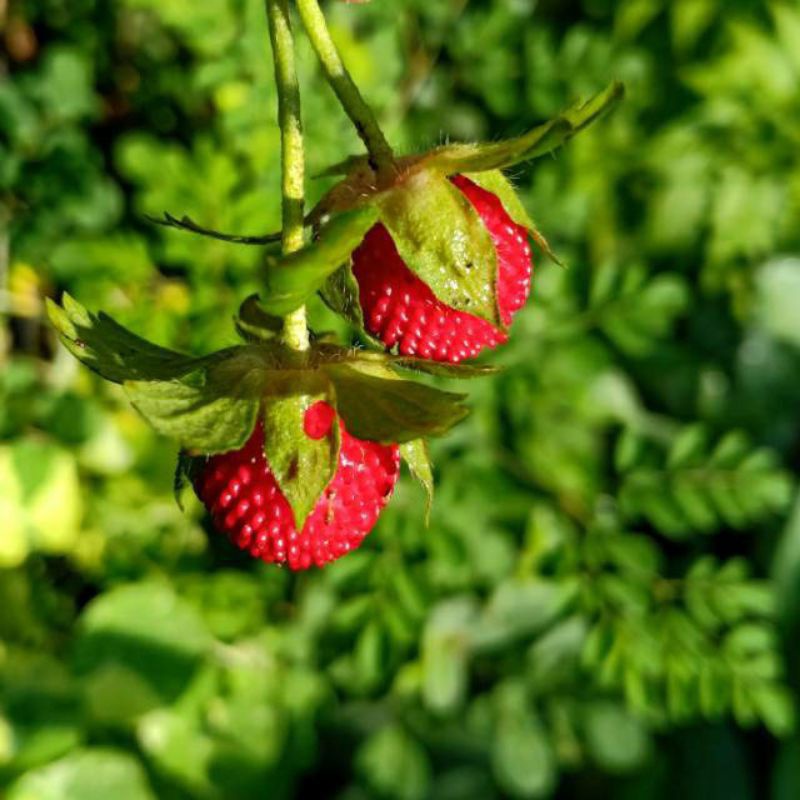 Jual JUAL HIBIT TANAMAN ARBEI HUTAN/ARBEI MERAH/BIBIT TANAMAN RASBERY ...