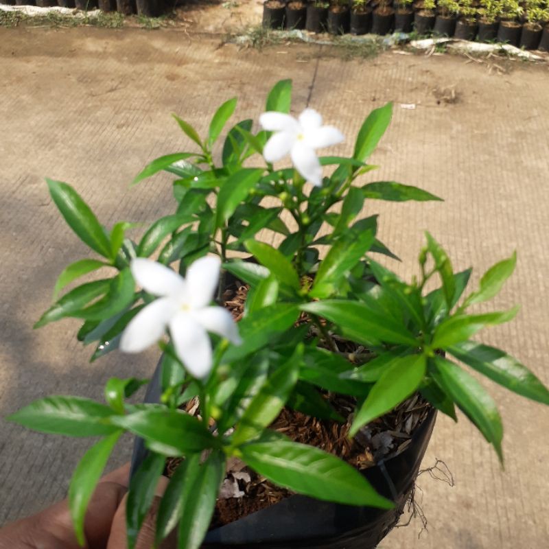 Jual saberna mini/rombusa mini hijau/tanaman hias rombusa mini hijau ...