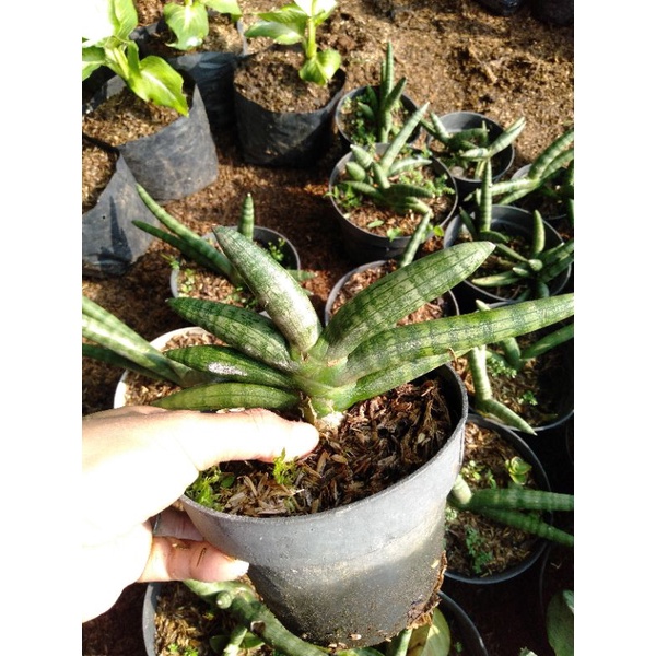 Jual Tanaman hias Sansevieria Cylindrica-SANSIVERA TOMBAK RAJA MINI ...