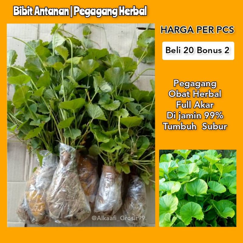 Jual Bibit Tanaman Antananpegagan Herbal Shopee Indonesia 2598