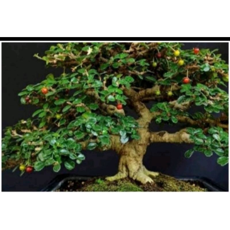 Jual bahan bibit bonsai hokianti micro murah | Shopee Indonesia