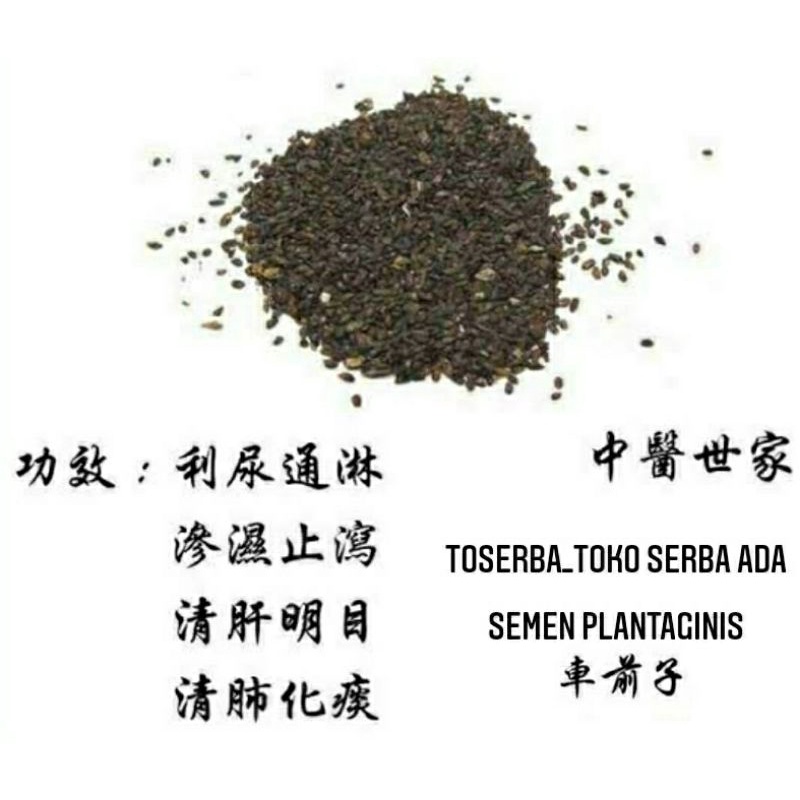 Jual 100gr Herbal Che Qian Zi Jaminan Premium Grade Plantago Seed ...