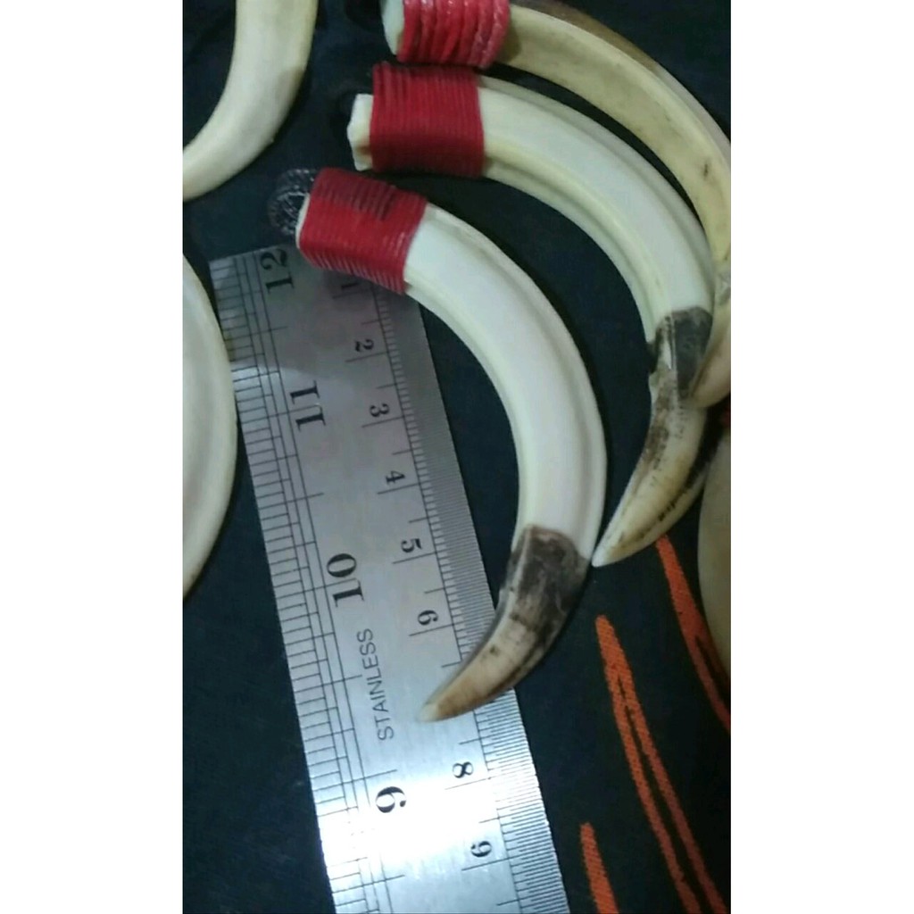 Jual taring babi hutan standar pas buat asesories harian Obral | Shopee ...