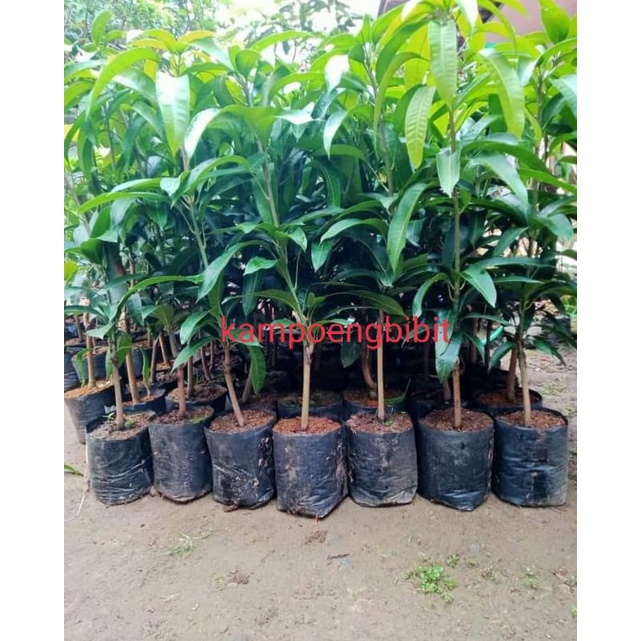 bibit mangga harum manis
