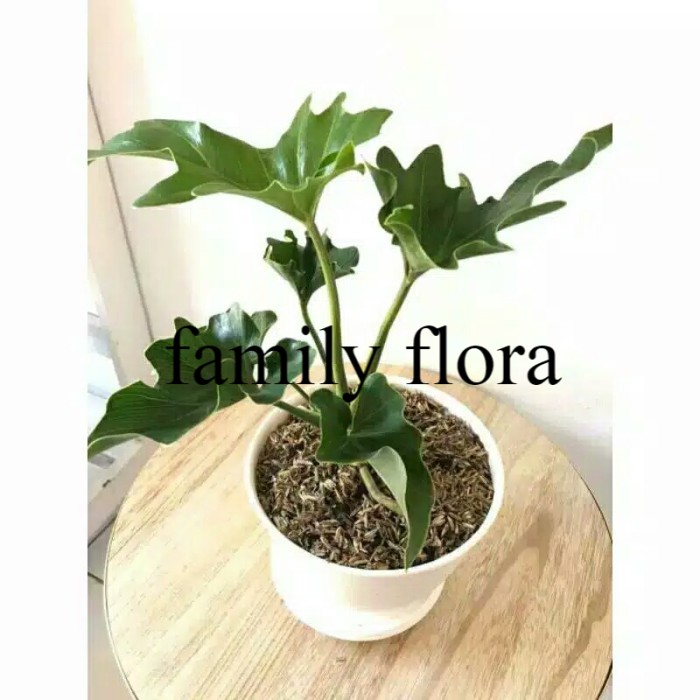Jual Tanaman hias philodendron selloum ( philo jari ) | Shopee Indonesia