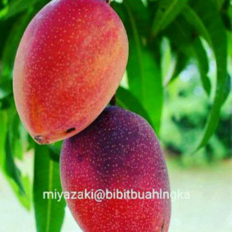Jual Bibit Mangga Miyazaki Golden Red Super Unggul Berkwalitas | Shopee ...