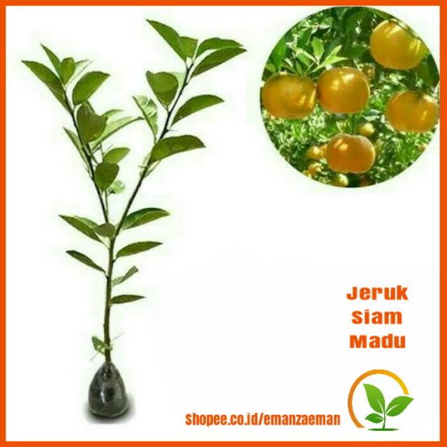 Jual Bibit Jeruk Siam Madu Tanaman Jeruk Siam Madu Pohon Jeruk Siam