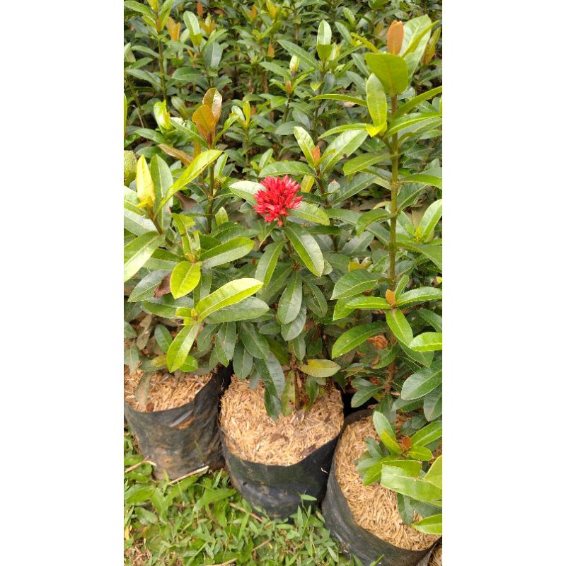 Jual Tanaman hias shoka india bunga merah | Shopee Indonesia