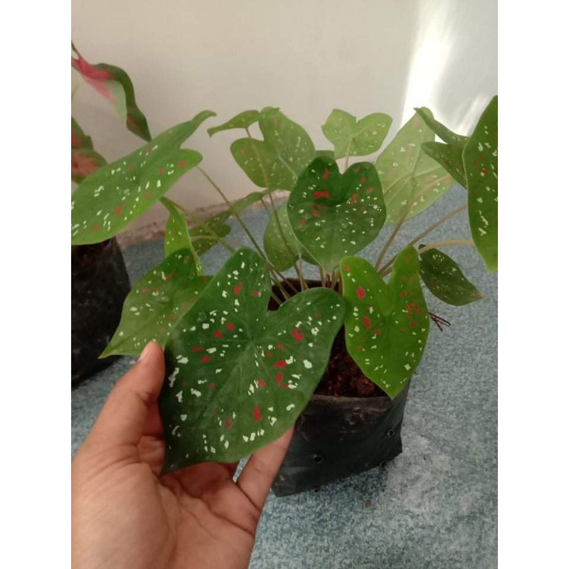 Jual tanaman hias keladi / caladium three color/alocasia/tanaman hutan ...