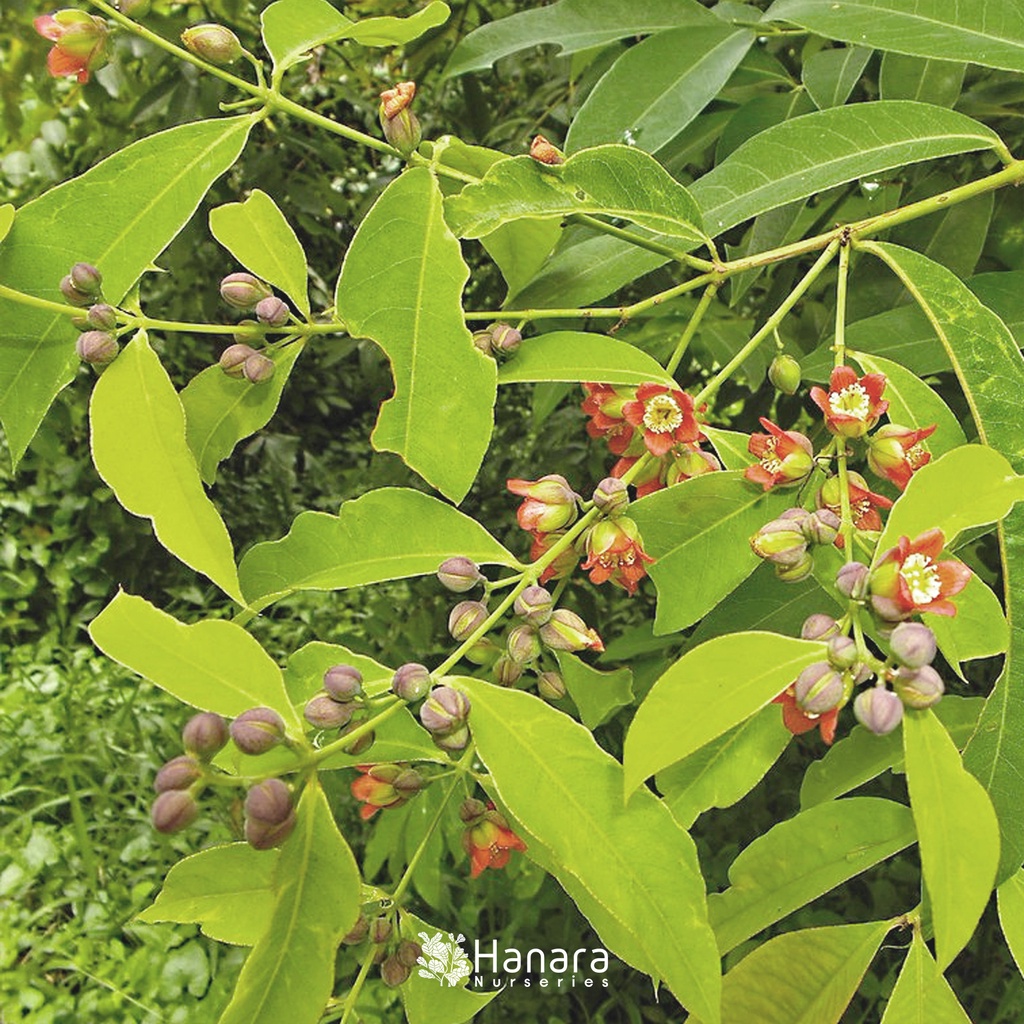 Jual Cratoxylum cochinchinense - Mapat/Butterfly of Singapore -pohon ...