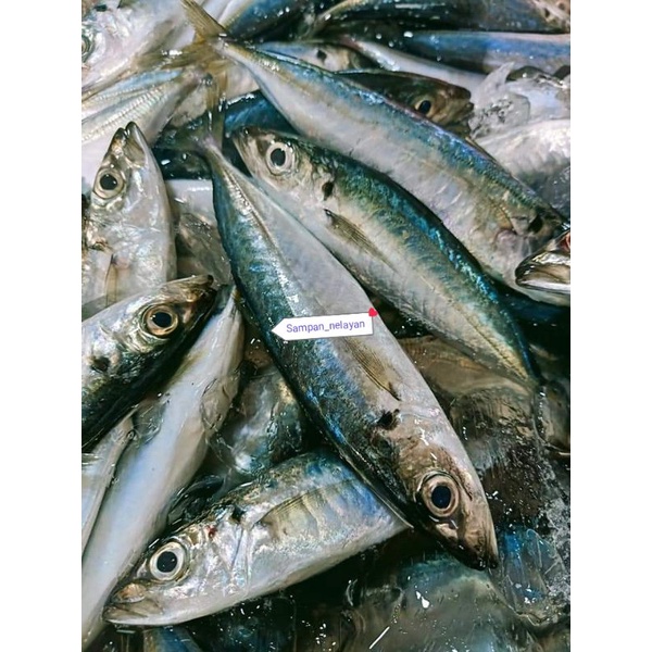 Jual Ikan Dencis Pulpen Ikan Layang Shopee Indonesia