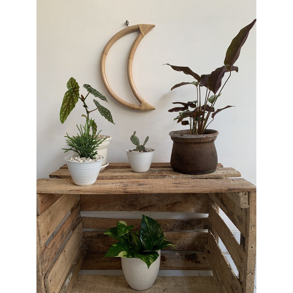 Jual RATTAN MOON NON MIRROR (Hiasan Dinding Rotan Berbentuk Bulan ...