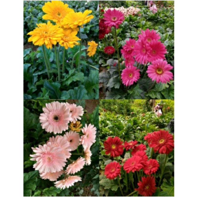Jual BUNGA GARBERA / HERBRAS - TANAMAN HIAS | Shopee Indonesia