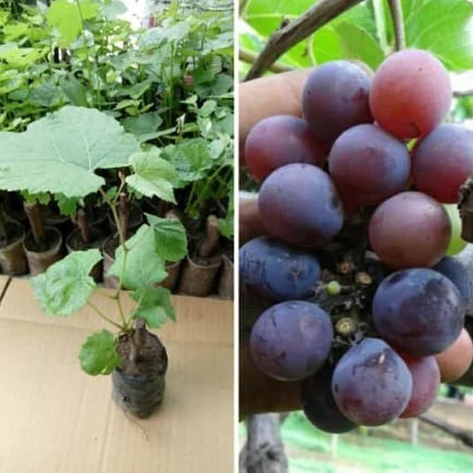 Bibit Tanaman Anggur Lokal Isabella