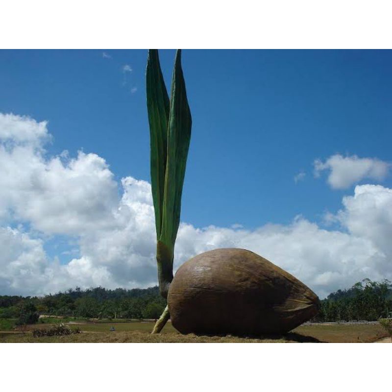 Jual Bibit Kelapa Genjah Raja Variasi Bersertifikat (Merah, Kuning ...