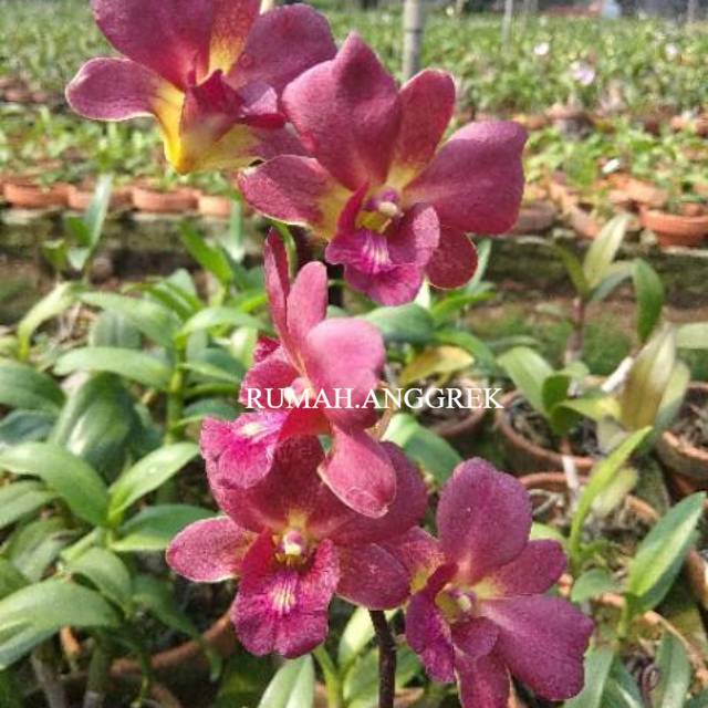 Jual Anggrek Dendrobium Emerald Fancy - Tanaman Hias Hidup - Bunga ...