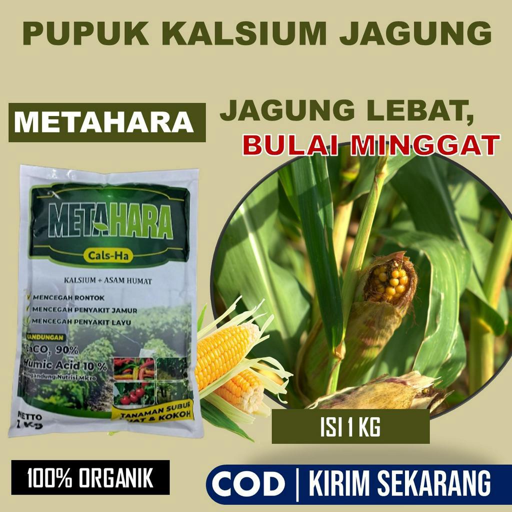 Jual OBAT BULAI JAGUNG TERBAIK METAHARA 1 Kg Pupuk Alami Organik