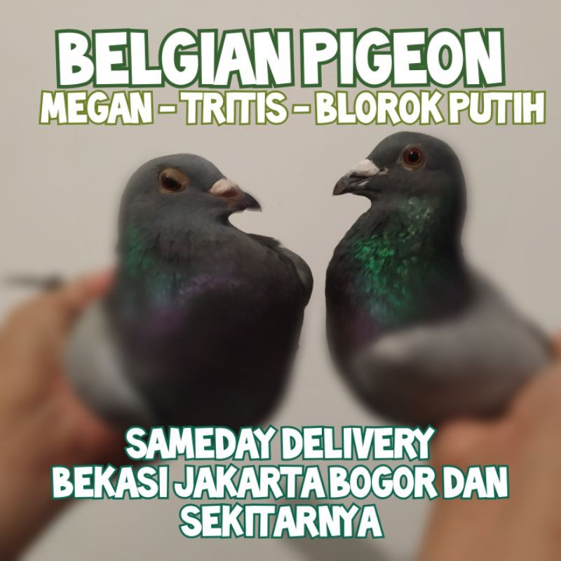 Jual MERPATI POS SUPER TURUNAN BELGIA BELGIAN RACING PIGEON | Shopee ...