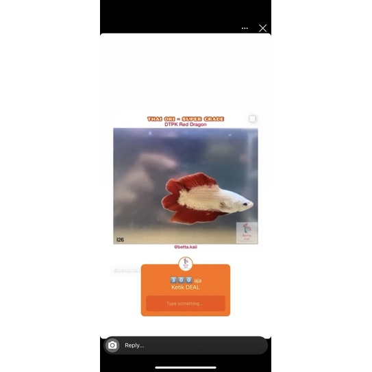 Jual DTPK Red dragon (I) | Shopee Indonesia