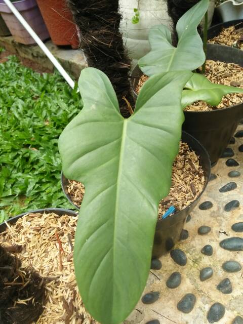 Jual Philodendron violin silver | Shopee Indonesia