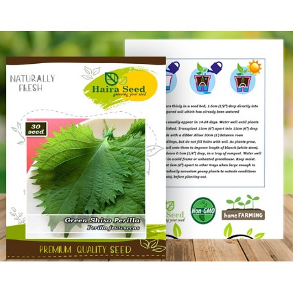 Jual Benih-Bibit Shiso Perilla Green (Haira Seed) | Shopee Indonesia