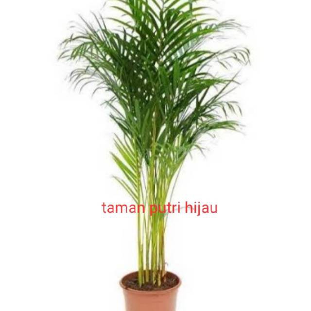 Jual Tanaman Hias Indoor Palem Kuning Tinggi Cm Palem Kuning