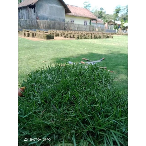 Jual rumput jepang atau rumput peking 1 meter persegi | Shopee Indonesia