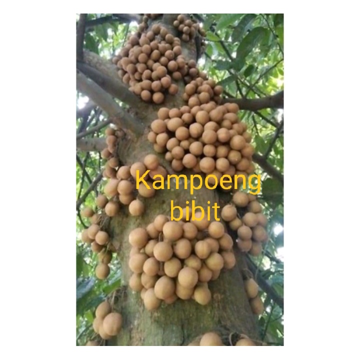 Bibit tanaman buah kepel terlaris
