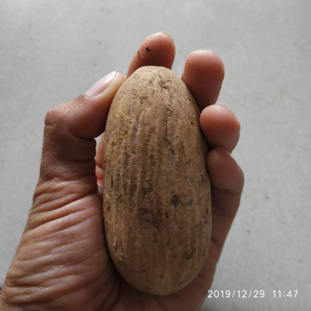 Jual Buah Kayu Ulin Kalimantan Shopee Indonesia